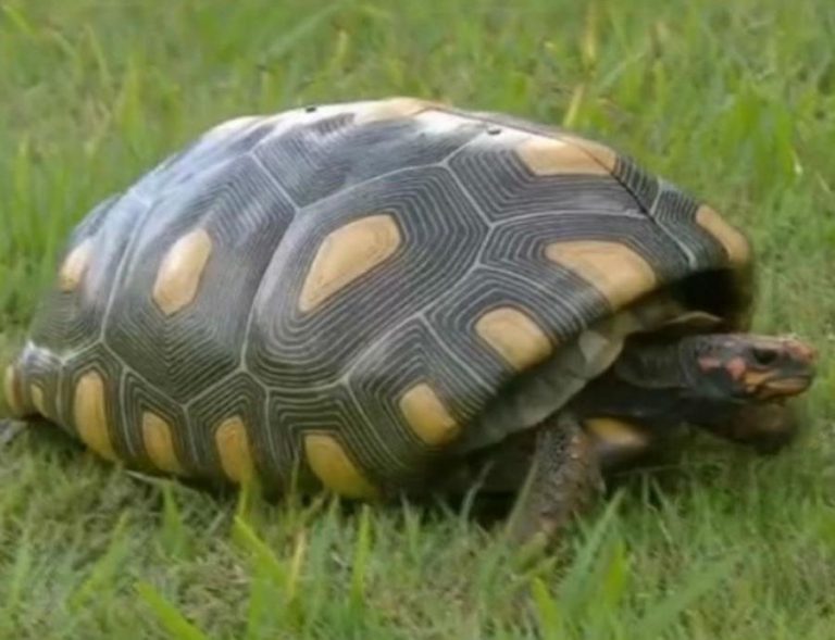 Para la Naturaleza | Esta tortuga recibió una nueva oportunidad de vida